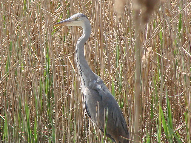 macchia grande e la sua avifauna